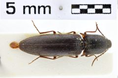 Foto (Dorsalansicht) von Melanotus suturalis (Schwarz, 1902)